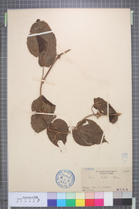Specimen thumbnail